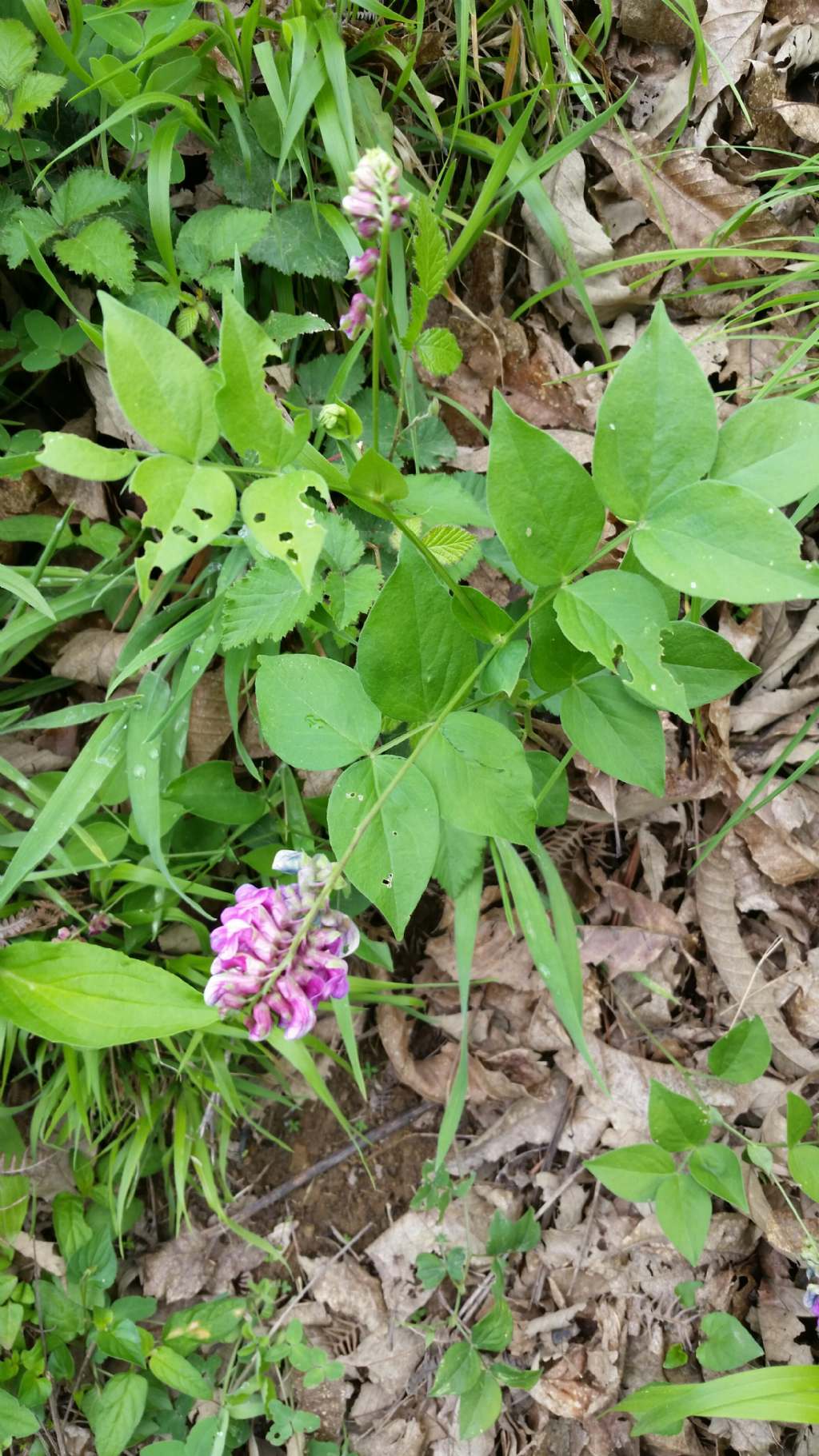 Lathyrus venetus (Fabaceae)